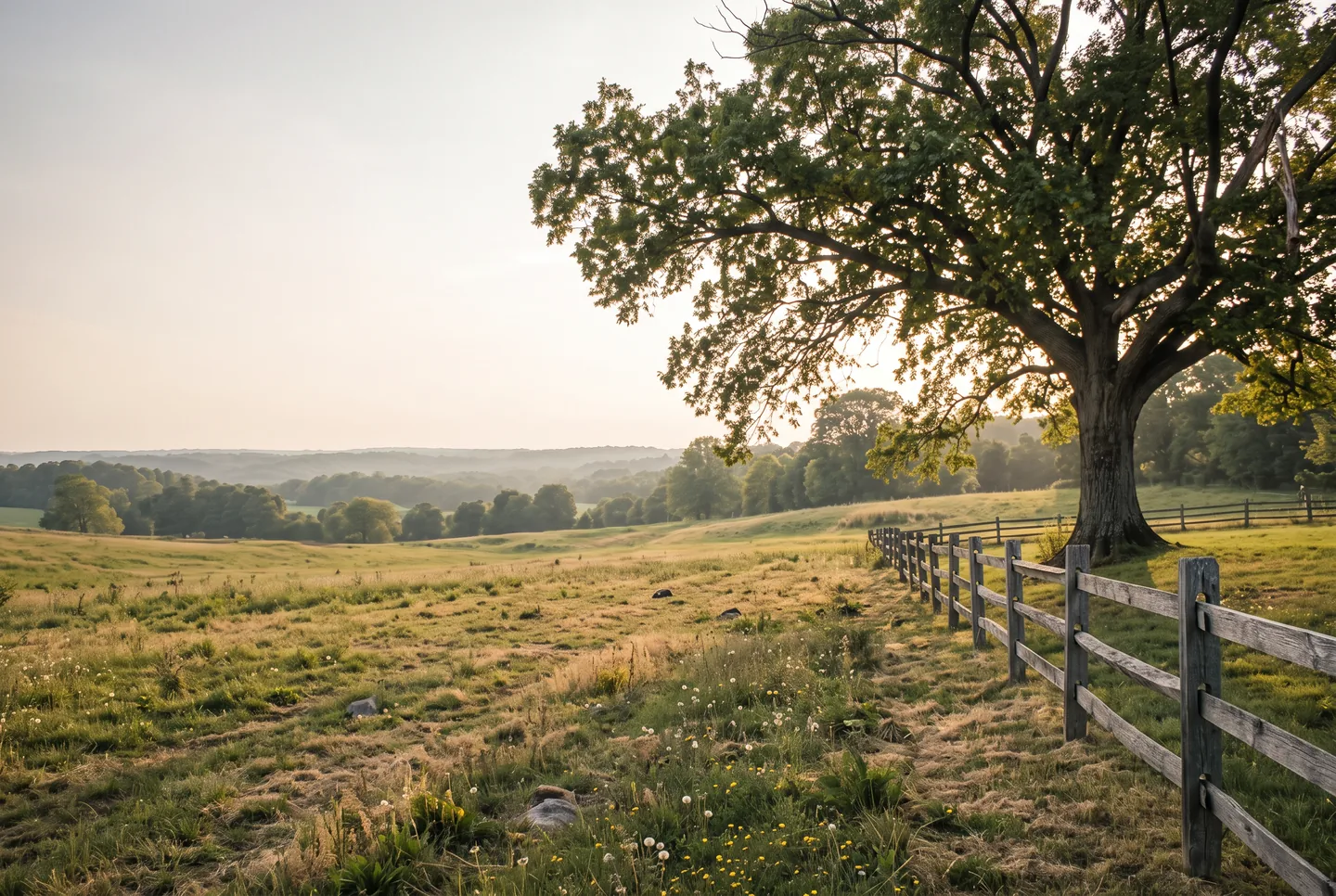 Mature Virginia white oak beside a split-rail fence and rolling pasture at golden hour